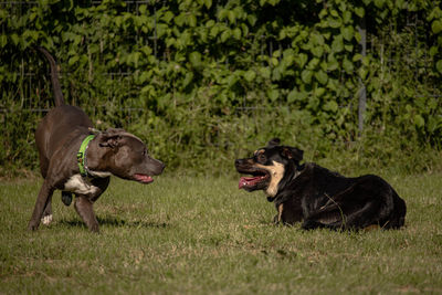 Dogs on grassy field