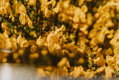 Close-up of yellow flowering plant in field