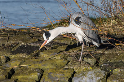 Close-up of bird by lake