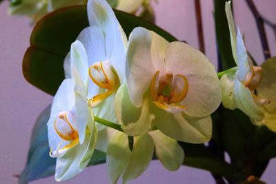Close-up of fresh flowers blooming outdoors