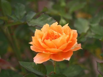 Close-up of orange flower blooming outdoors