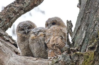 Low angle view of tawnyowel siblings on tree trunk