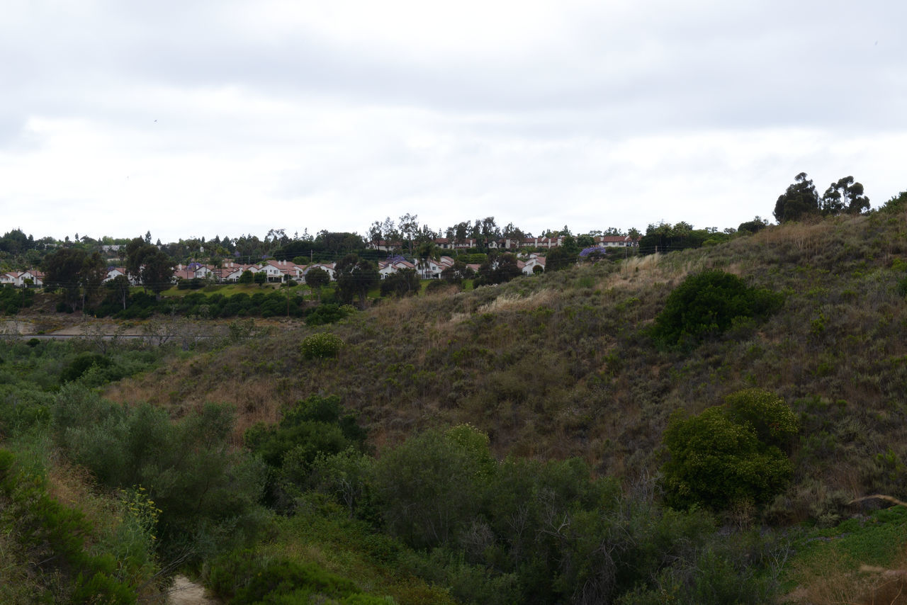 TREES AND PLANTS ON LAND AGAINST SKY