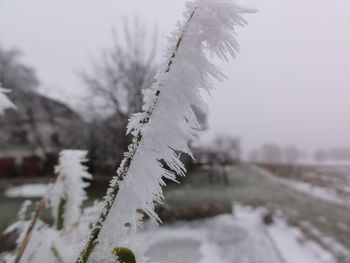 Close-up of plant against blurred background