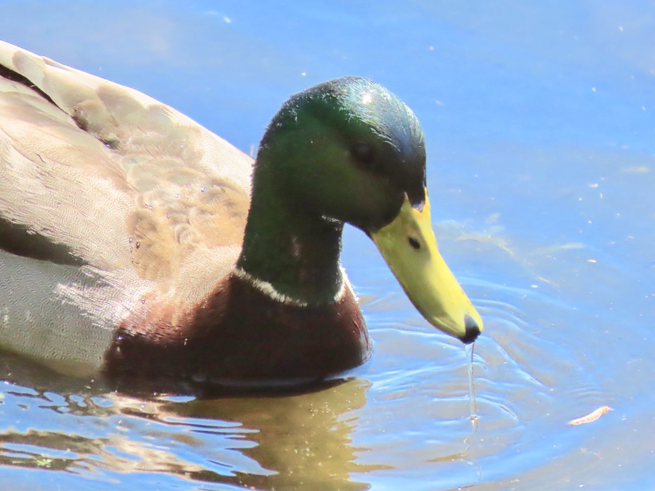 CLOSE-UP OF DUCK IN LAKE