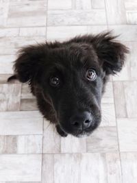 Portrait of dog relaxing on floor