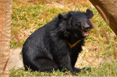 Asian black bears are close relatives to american black bears