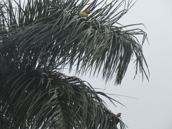 Low angle view of palm tree against clear sky