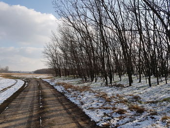 Bare trees on snow covered landscape