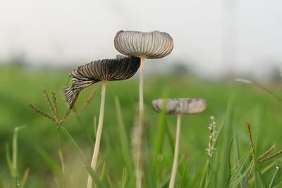 Close-up of mushroom growing on field