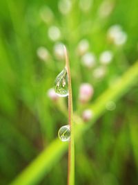 Close-up of raindrops on grass