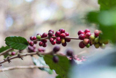 Close-up of berries growing on tree