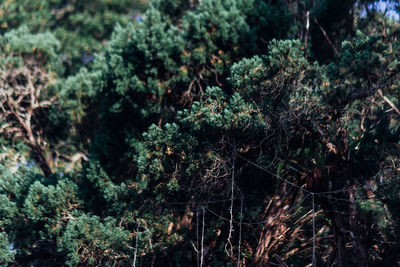 Full frame shot of trees in forest