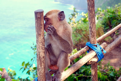 Close-up of monkey on tree