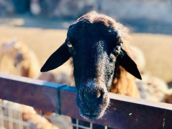 Close-up portrait of an animal outdoors