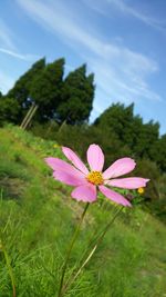 Close-up of pink flowers