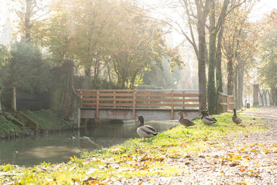 Bird in a park