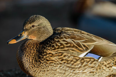 Close-up of bird