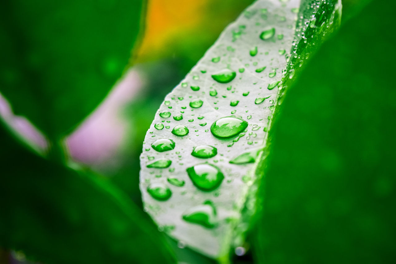 CLOSE-UP OF WATER DROPS ON LOTUS LEAVES