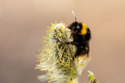 Close-up of bee pollinating on flower