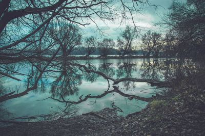 Scenic view of lake in forest