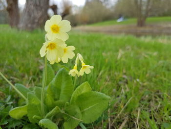 Close-up of yellow flowers blooming on field