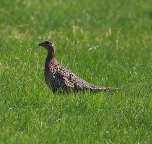 Close-up of a female pheasant on field