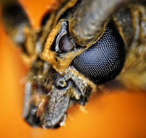 Close-up of insect