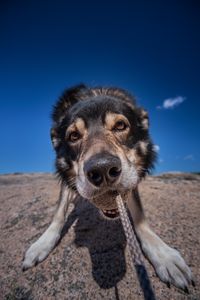 Portrait of playful dog with rope on field against blue sky