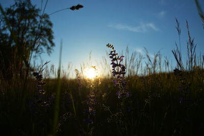 Plants growing on field against sky