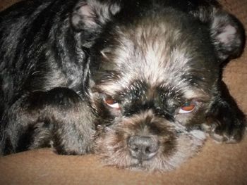 Close-up portrait of a dog