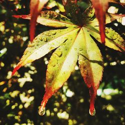 Close-up of water drops on leaf