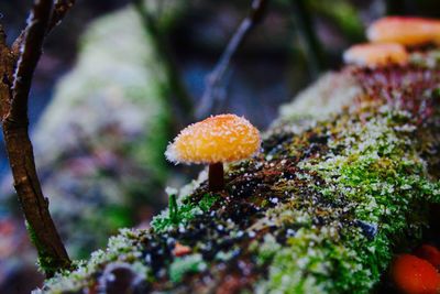 Close-up of fly agaric mushroom