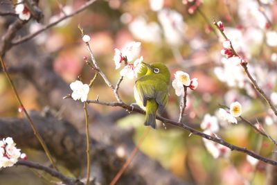 Close-up of a bird perching on cherry blossom tree