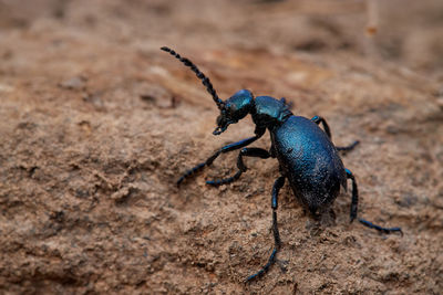 Close-up of insect on land