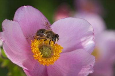 Close-up of bee pollinating on pink flower
