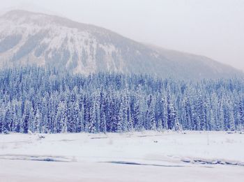 Snow covered trees in forest