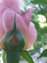 Close-up of pink rose