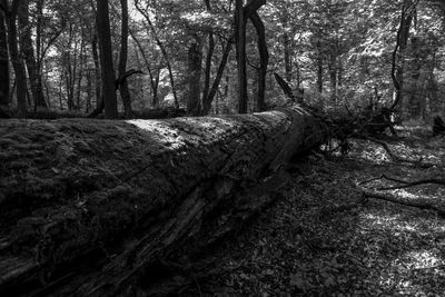 Fallen trees in forest