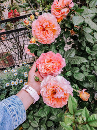 Close-up of hand holding flowering plant