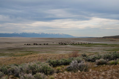 A herd of bison roaming the great salt lake of utah. snow-capped wasatch mountains in distance.