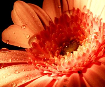 Close-up of water drops on flower