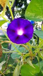 Close-up of purple flower