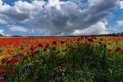 Scenic view of flowering plants on land against sky