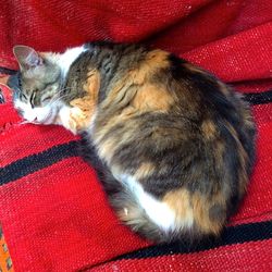 Cat sleeping on couch