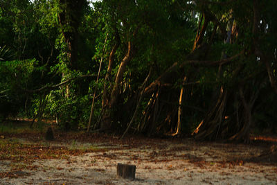 Trees growing on field in forest