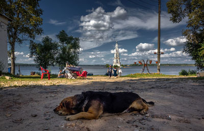 Dog on beach
