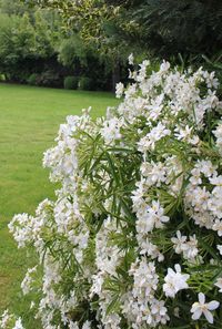 Close-up of white flowers