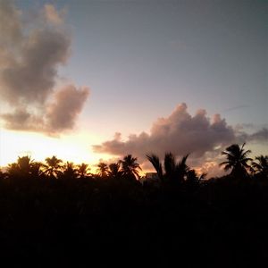 Low angle view of silhouette trees against sky during sunset