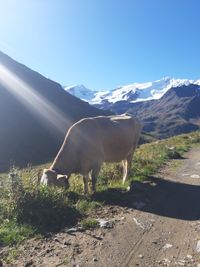 Horse on field against mountain range